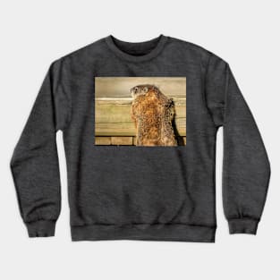 Curious Groundhog Photograph Crewneck Sweatshirt